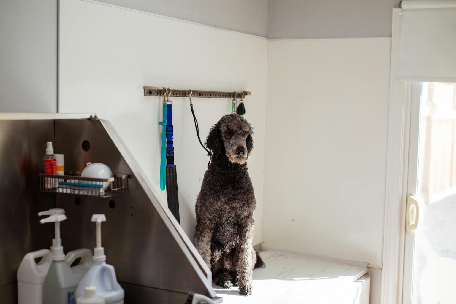 Professional pet grooming salon interior with grooming tables and equipment