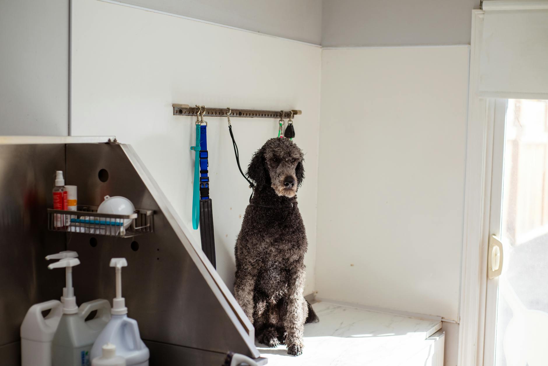 Professional pet grooming salon interior with grooming tables and equipment