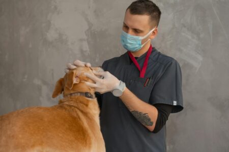Veterinarian examining a dog during a routine checkup at an animal clinic