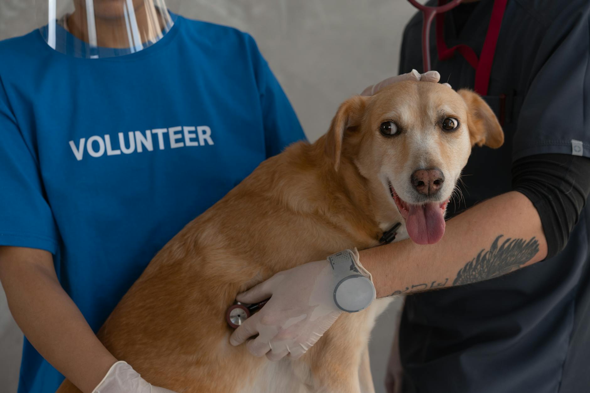 Veterinarian examining a golden retriever during a house call appointment