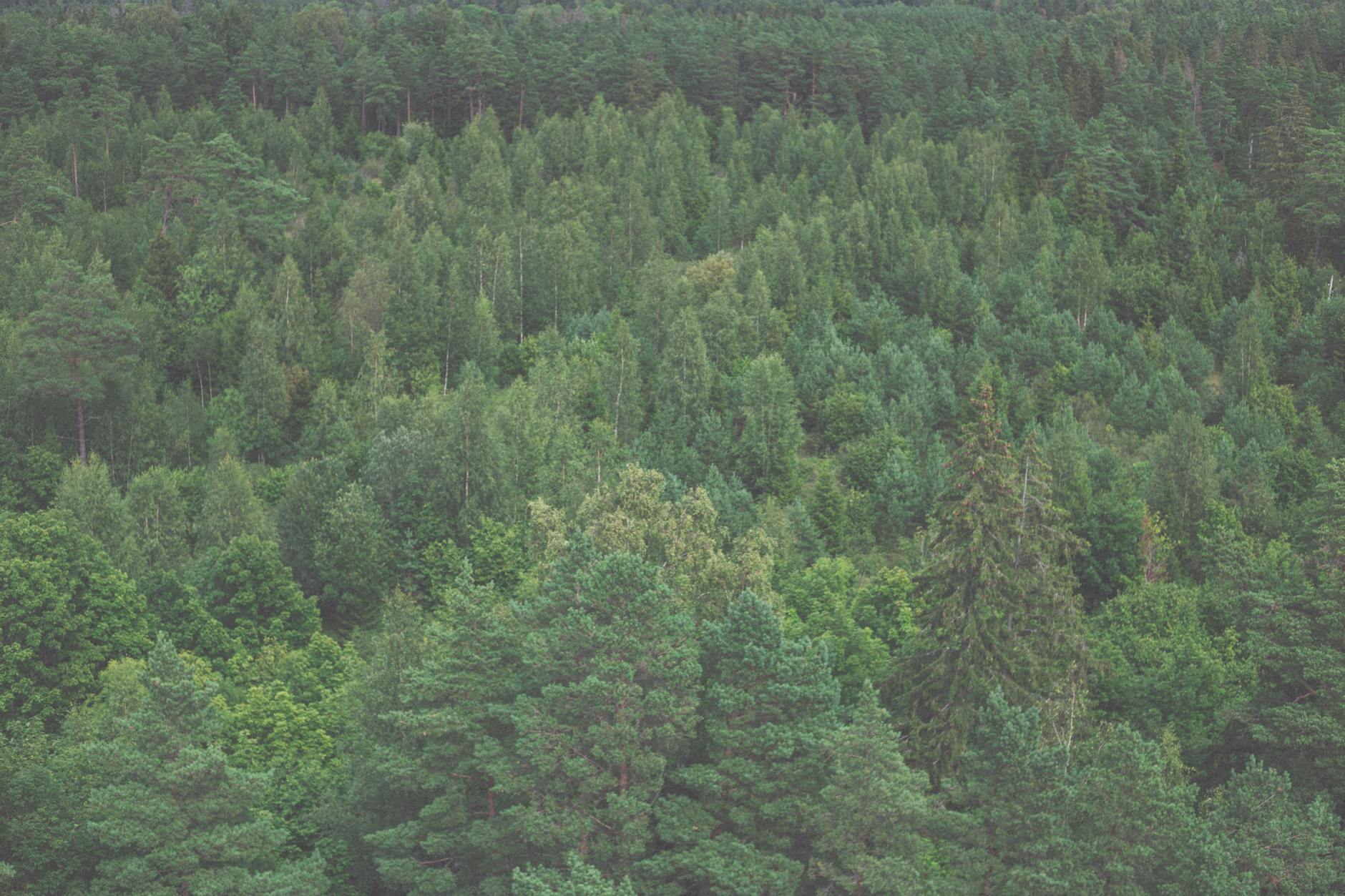 Aerial view of dense forest canopy representing carbon offset project investment opportunity