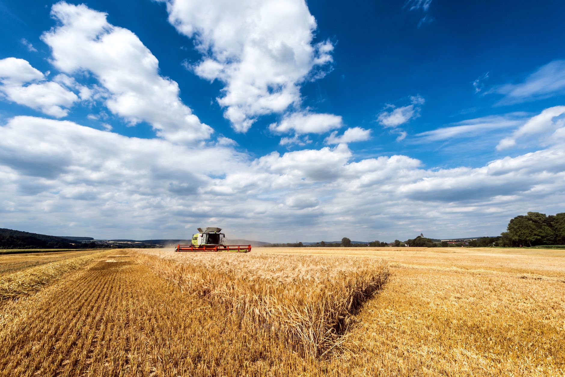 Golden wheat field during harvest season under a clear sky