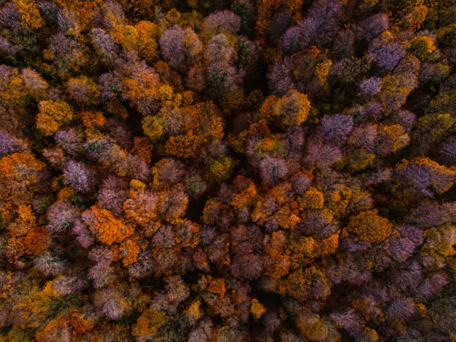 Timber REITs Quietly Attract Carbon Credit-Minded Allocators Aerial view of dense timberland forest representing timber REIT landholdings
