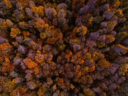 Timber REITs Quietly Attract Carbon Credit-Minded Allocators Aerial view of dense timberland forest representing timber REIT landholdings