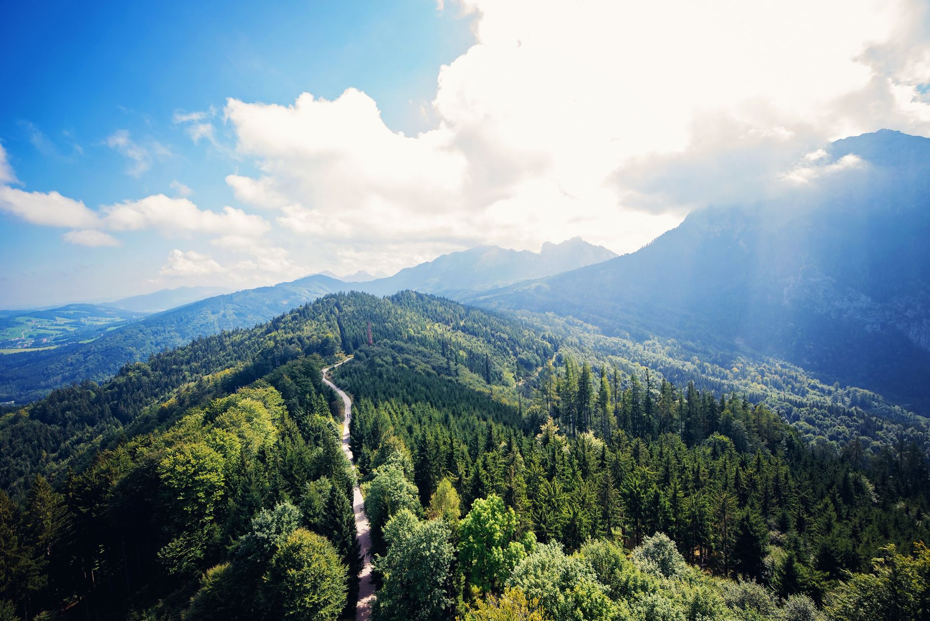 Aerial view of dense forest canopy, representing carbon offset projects tied to forestry and land use